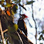 Pileated woodpecker