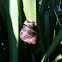 Brown Garden Snail