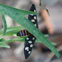 Sandal Defoliator