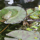 Green Frog