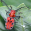 Milkweed Beetle