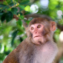 Macaca mulatta (恆河猴)