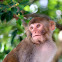 Macaca mulatta (恆河猴)