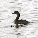 Pied-billed Grebe