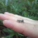 Treehopper