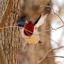 Red-headed woodpecker
