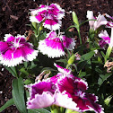 Clover Pink or Carnation