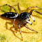 Banded Metallic-green Jumping Spider