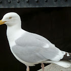 Sea Gull