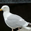 Sea Gull
