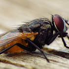 Fly