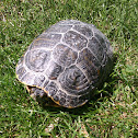 Galápago de Florida