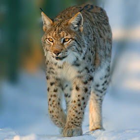 Lynx by Friedhelm Peters - Animals Other Mammals