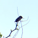 Costa's Hummingbird