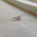 Zebra Dove