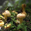 Scaly Pholiota