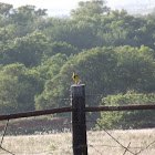 Eastern Meadowlark
