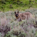 Gray Wolf