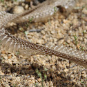 Snake Skin