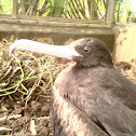 Frigate Bird