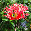 Coral hibiscus