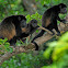 Howler Monkey