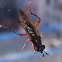 Mosca Bibio pomonae?