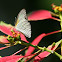 Florida White