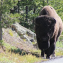 American Buffalo