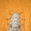 Polilla leopardo
