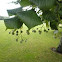 Tilo. Lime Tree
