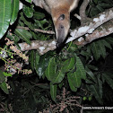 Oso mielero