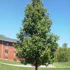 Bradford pear