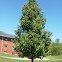 Bradford pear