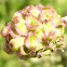  Sanguisorba minor