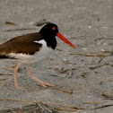 American Oystercatcher