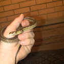 Eastern Garter Snake