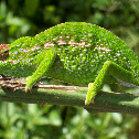 Chameleon