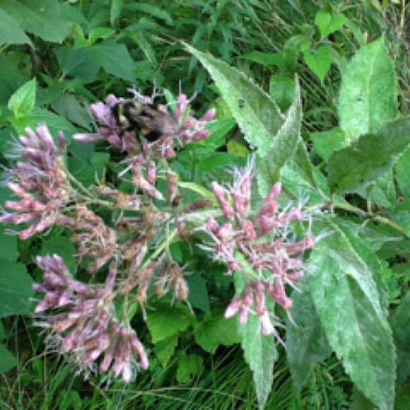 Spotting Image 1