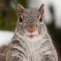 Eastern Gray Squirrel
