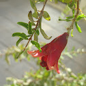 Pomegranate