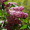 Butterfly Bush/Buddleia