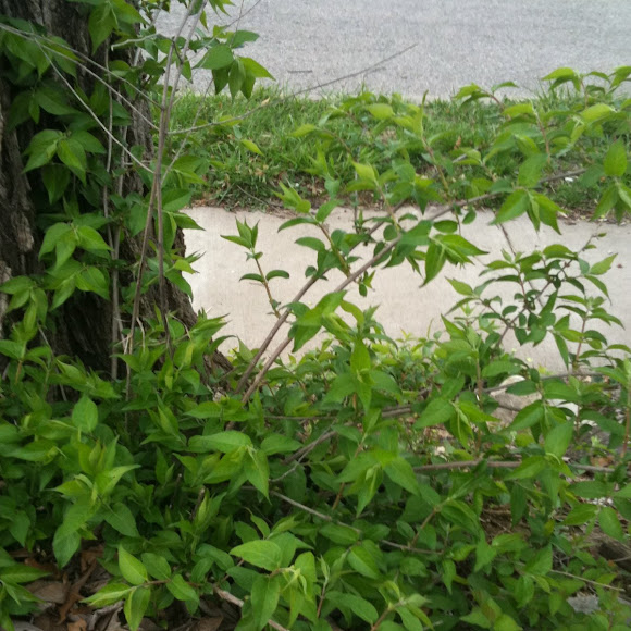 Spotting Image 1