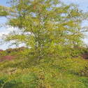 Bald Cypress