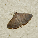 Moth