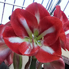 amaryllis