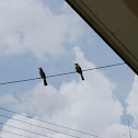 Yellow-vented Bulbul
