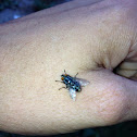 Housefly
