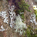 Lichen