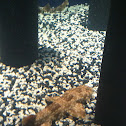 Tasseled Wobbegong